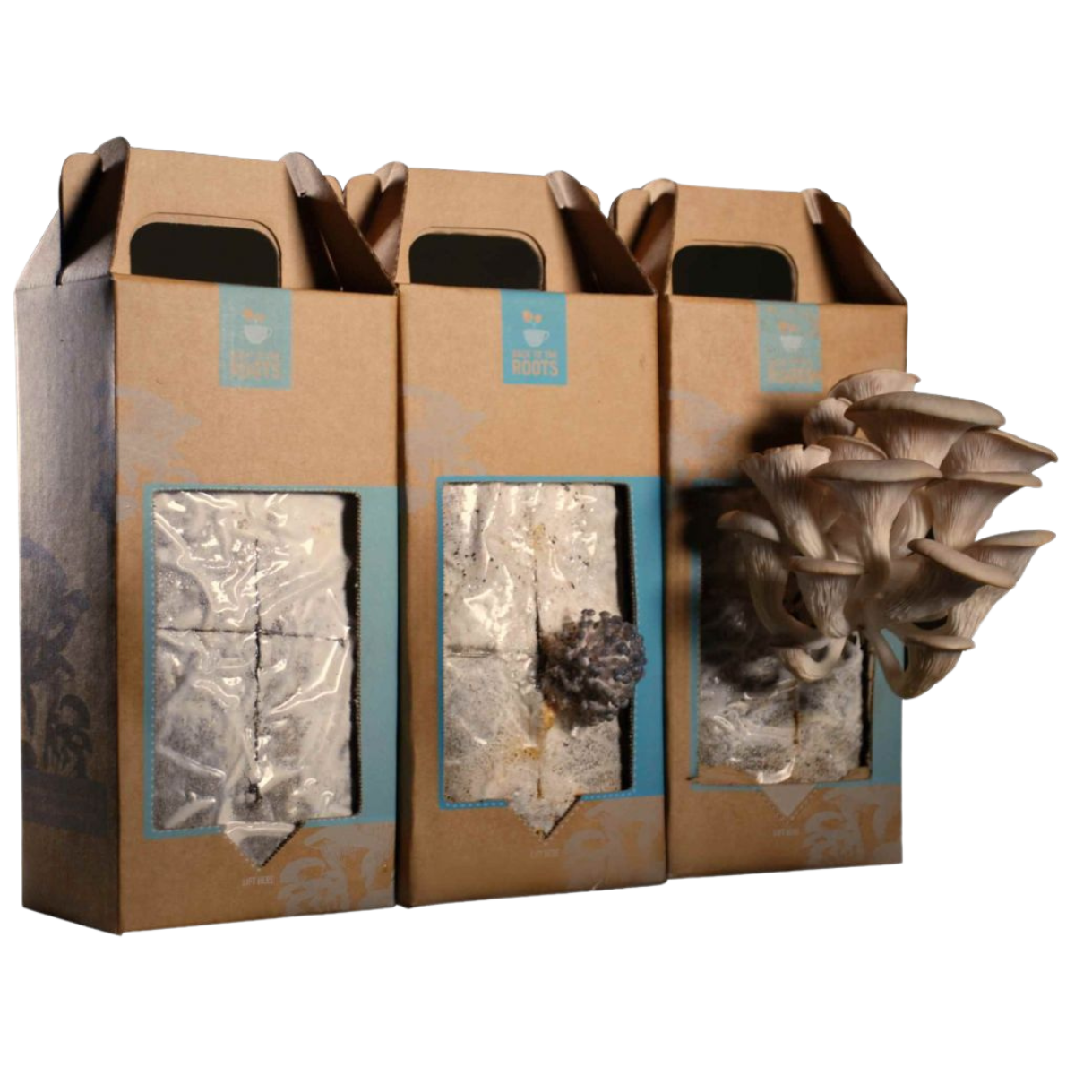Mushroom Boxes
